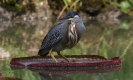 Green-Backed Heron 01