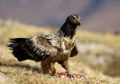 Bearded Vulture 02