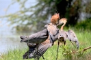 Goliath Heron 02