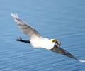 Great Egret 02