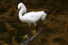 Great White Heron 01