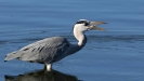 Grey Heron 01