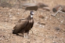 Hooded Vulture 01
