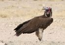 Lappet-Faced Vulture 01