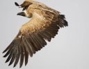 White-Backed Vulture 01