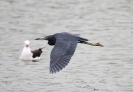 Little Blue Heron 01