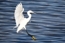 Little Egret 01