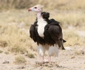 White-Headed Vulture 01