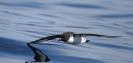 Pintardo Petrel 01