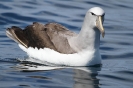 Salvin's Albatross 01